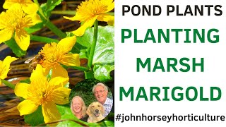 HOW TO PLANT MARGINAL POND PLANTS - PLANTING MARSH MARIGOLD