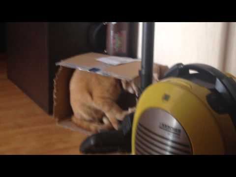 Katzenfilm mit Karton [Video aus YouTube]