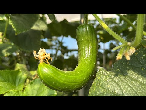 キュウリが実らない時に爆成りさせる方法　25/8/4