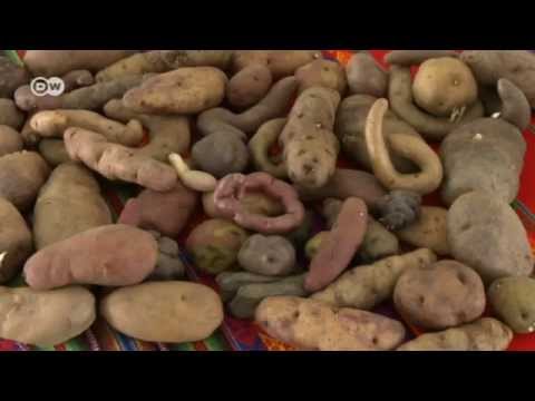download lagu mp3 mp4 Peruvian Gold Potatoes, download lagu Peruvian Gold Potatoes gratis, unduh video klip Peruvian Gold Potatoes