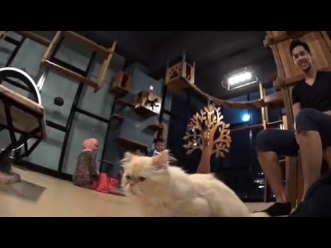 Johan and His Cats Studio April'16 | Sony HDR-AS50