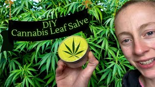 DIY Cannabis Leaf Salve | How To Infuse Cannabis Leaves | DIY Cannabis Topicals |Herbalism