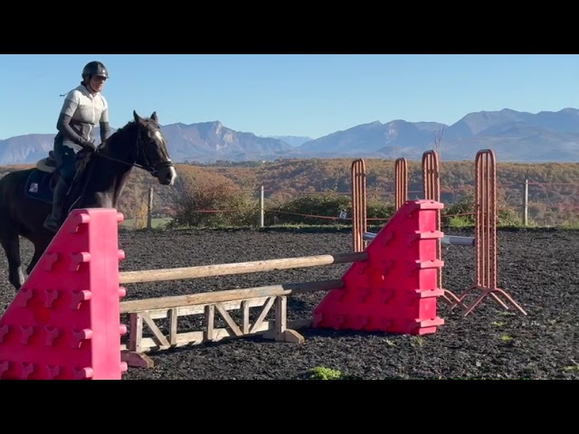 Belle jument top origines SF