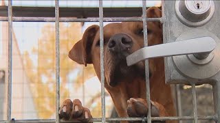 Dogs in trouble as situation at LA City animal shelters continue