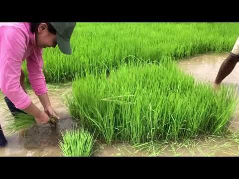 Wastong Pagtanim ng Palay| Magtanim ay di biro!Rice Farming Part 1| Pagbunot nang semilyang Palay