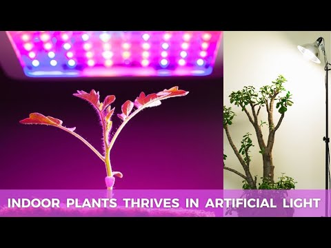 10 Best Houseplants That Grow Well Under Artificial Light | Plants Thrives in Artificial Light