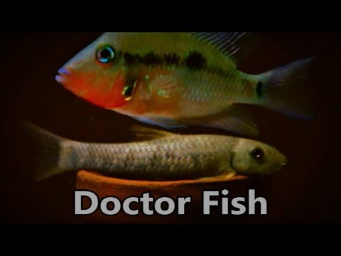 Garra ryba (doctor fish) (Garra rufa) — video o chove a starostlivosti
