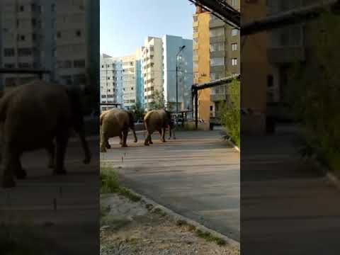 В Якутске выгуливают цирковых слонов В Якутске выгуливают цирковых слонов