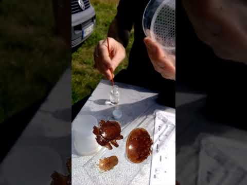 Field Research with Prof. Büchler: Varroa Mite Sampling & Isolated Breeding 