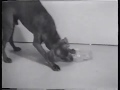 Dog Biscuit In Glass Jar By William Wegman 1972