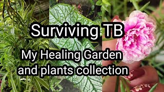 Surviving TB - My healing Garden and plants collection| | Colours of life. 