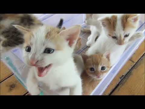 Kitten official Song