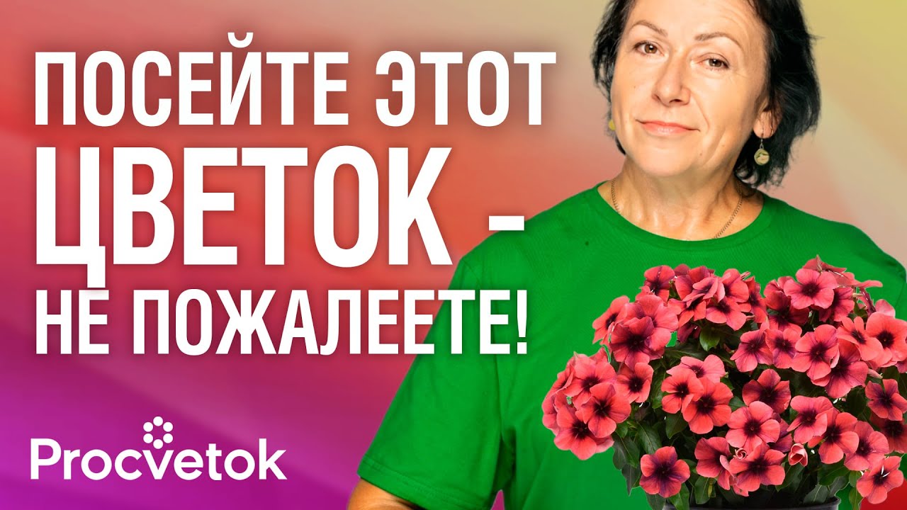 ЦВЕТЕТ КРУГЛЫЙ ГОД! Как вырастить из семян катарантус?