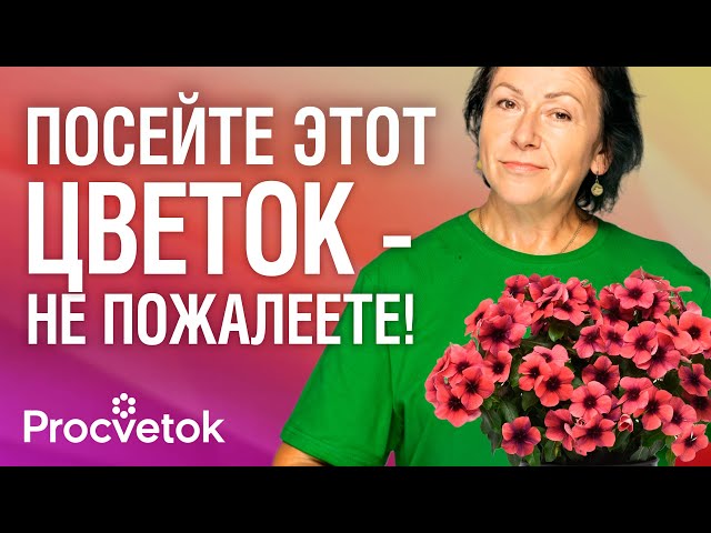 ЦВЕТЕТ КРУГЛЫЙ ГОД! Как вырастить из семян катарантус?