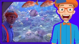 Animals for Children with Blippi | The Sting Ray and Fish!