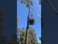 IMG 3543EWPLowering Treecare Treecutting Arborist Ropework