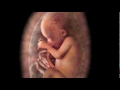 Alexander Tsiaras: Conception to Birth - Visualized