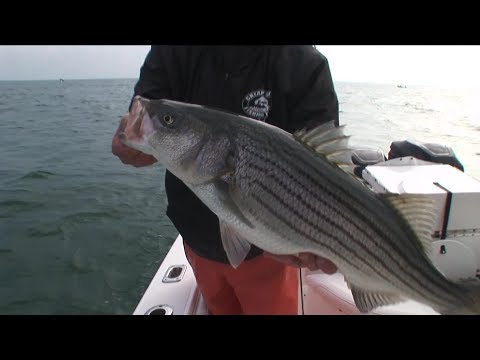 The Maine Event - Skinny Water Stripers