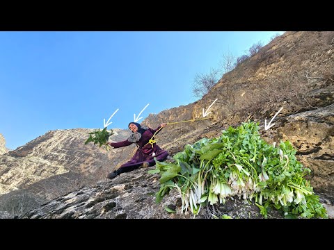 Esmat's journey to the mountains and collecting Karde and Avondol plants 🌄🌱