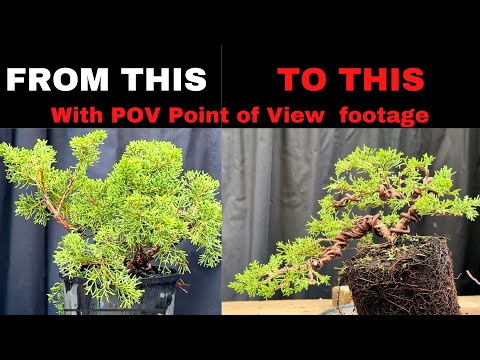 How to create bonsai from stock to beautiful shohin bonsai - POV camera angle