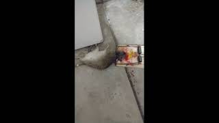 hit a mutha fucka three 6 mafia