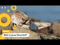 Wat is de grappigste dierenfoto?