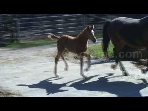 2017 Hanoverian filly by VITALIS www.sporthorses-online.com