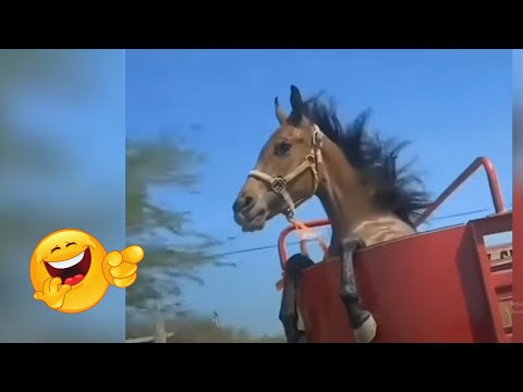 Animais de fazenda espertos e engraçados Part 4 🐷😂🐔