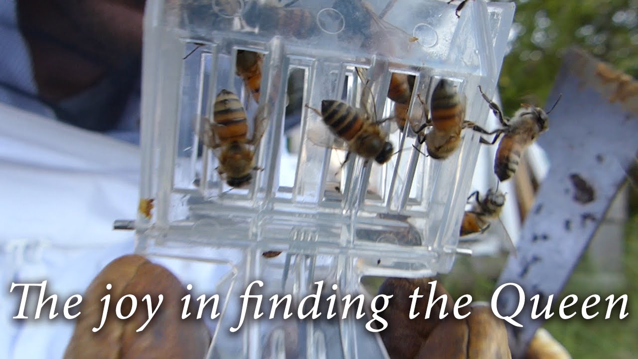 Splitting Beehives - Installing New Queens