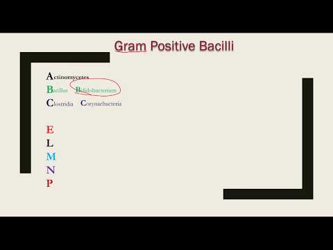 Gram positive bacilli - Mnemonic