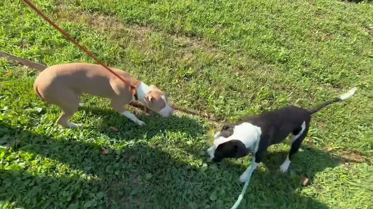 Annie's Leash Test