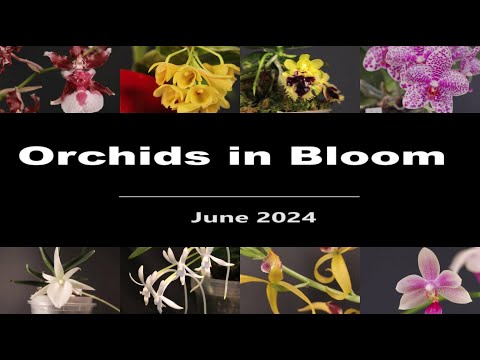 Orchids in Bloom // June 2024