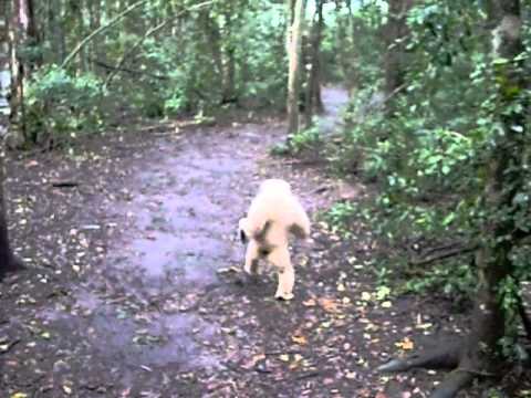 Monkey walks like a man