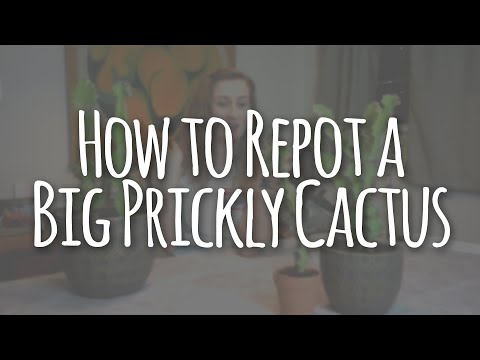 , title : 'How to Repot a Big Prickly Cactus - Zig Zag Euphorbia Succulent House Plant'