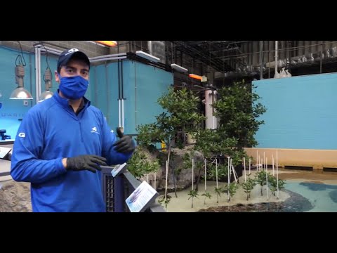 Field Trip Friday: Tropical Diver Tour