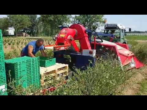ZBIÓR AGRESTU 2020 - kombajn JAREK 5 i Fendt 209 / Gooseberry Harvester