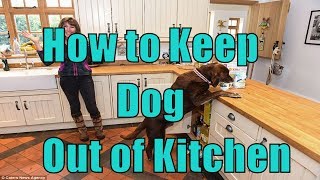 How to Teach a Dog to Stay Out of the kitchen |  Dog Training Tips | Doggy Dan