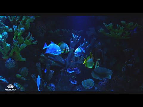 Coral Reef AQUARIUM with Beautiful Fish 🐟 Underwater Ambience 🐟 10 Hour Sleep Sound