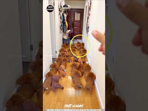 Naughty Dog Surprises Owner😊| #factsintamil #factsulagam #short