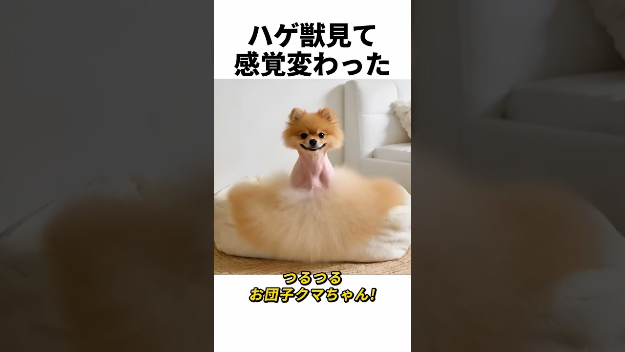史上初の衝撃！愛犬ハゲver.誰も見たことない