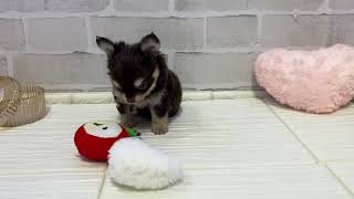 チワワ（ロング）の動画01