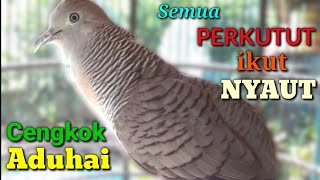 Download lagu Bunyi Perkutut Bangkok Kutut Bangkok Gacor Merdu Cocok Untuk Terapi Dan Mancing Suara Perkutut Bunyi mp3