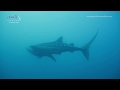 WHALE SHARK | Rhincodon typus