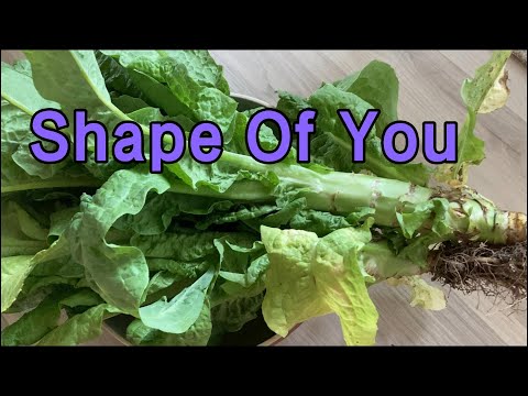 615 Shape Of You , Nightcore, 推荐一种懒人菜