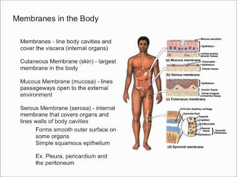 Body Membranes