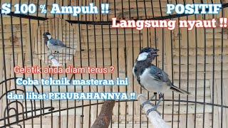 Download lagu suara gelatik batu gelatik wingko 100 % ampuh untuk gelatik diam dan bisu positif langsung nyaut mp3