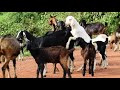 Many Village Goat Meeting In Natural Place