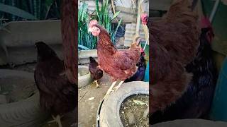 galinha Embrapa 051 x galinha Rhodia Island red #galinhas #embrapa051