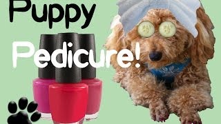 PUPPY PEDICURE! Clip File Polish Pups Nails - DIY Dog Grooming by Cooking For Dogs