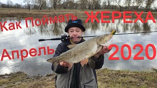 Ловля жереха на припяти в апреле 2020